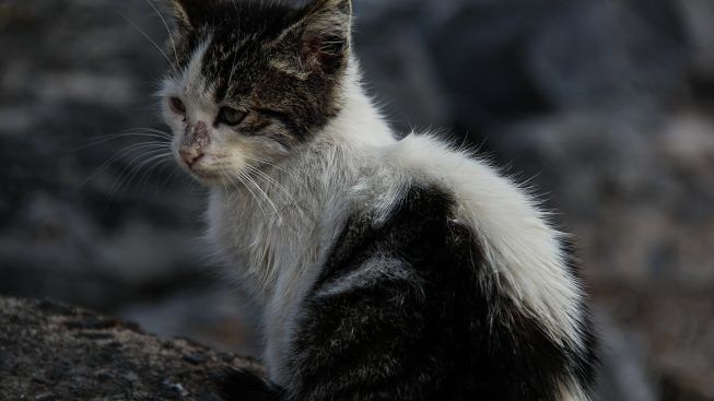 Puglia, gattino sale sul tetto di una pescheria e ne rimane bloccato per una settimana, salvato dai vigili del fuoco