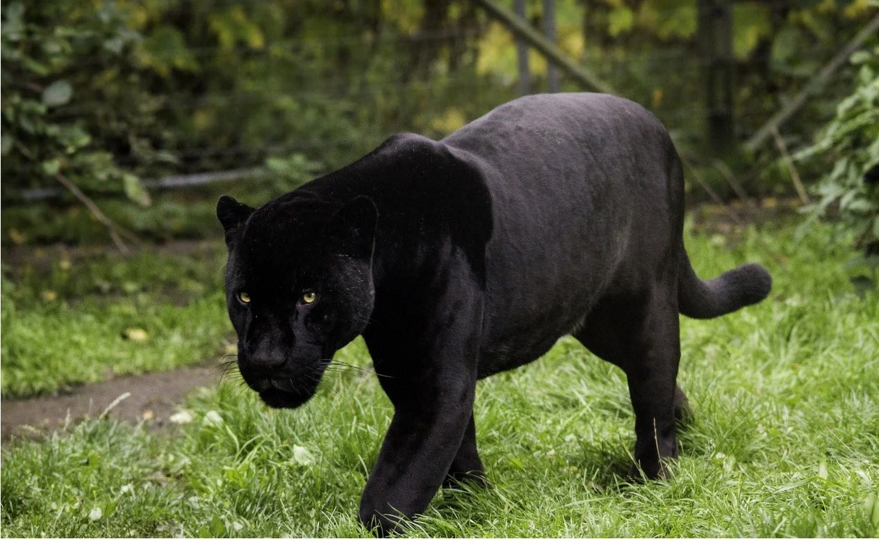 Nel barese è caccia alla pantera nera, nuovi avvistamenti, per catturare il grosso felino in campo droni e unità cinofile