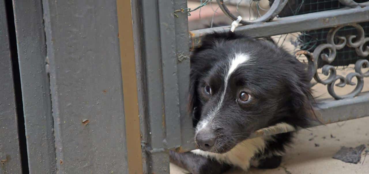 Marco volontario della Protezione civile è da novembre ricoverato per Covid, Billy il suo cane da quel giorno lo aspetta sull’uscio della porta di casa