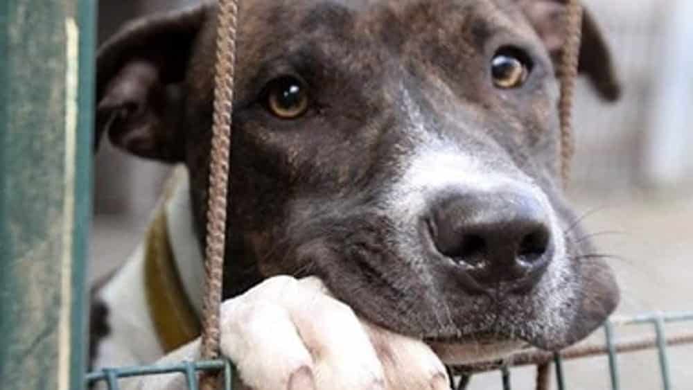 La Puglia è con il fiato sospeso per Leopoldo il cane che non riesce a darsi pace perché alla ricerca del padrone ricoverato condizioni disperate dopo aver contratto il Coronavirus