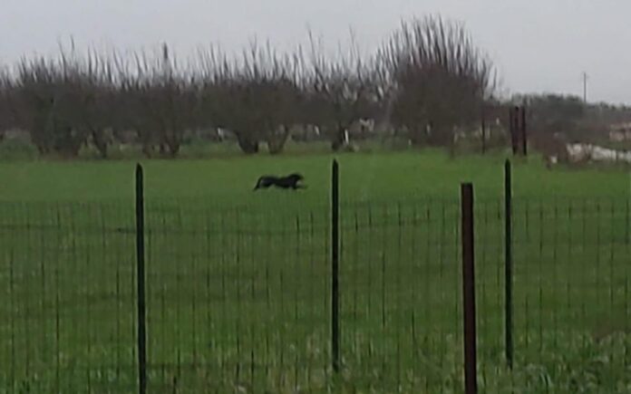 Panico nel barese per una pantera nera in libertà, ultimo avvistamento ad Acquaviva, il Sindaco vieta sport all’aperto e attività agricole