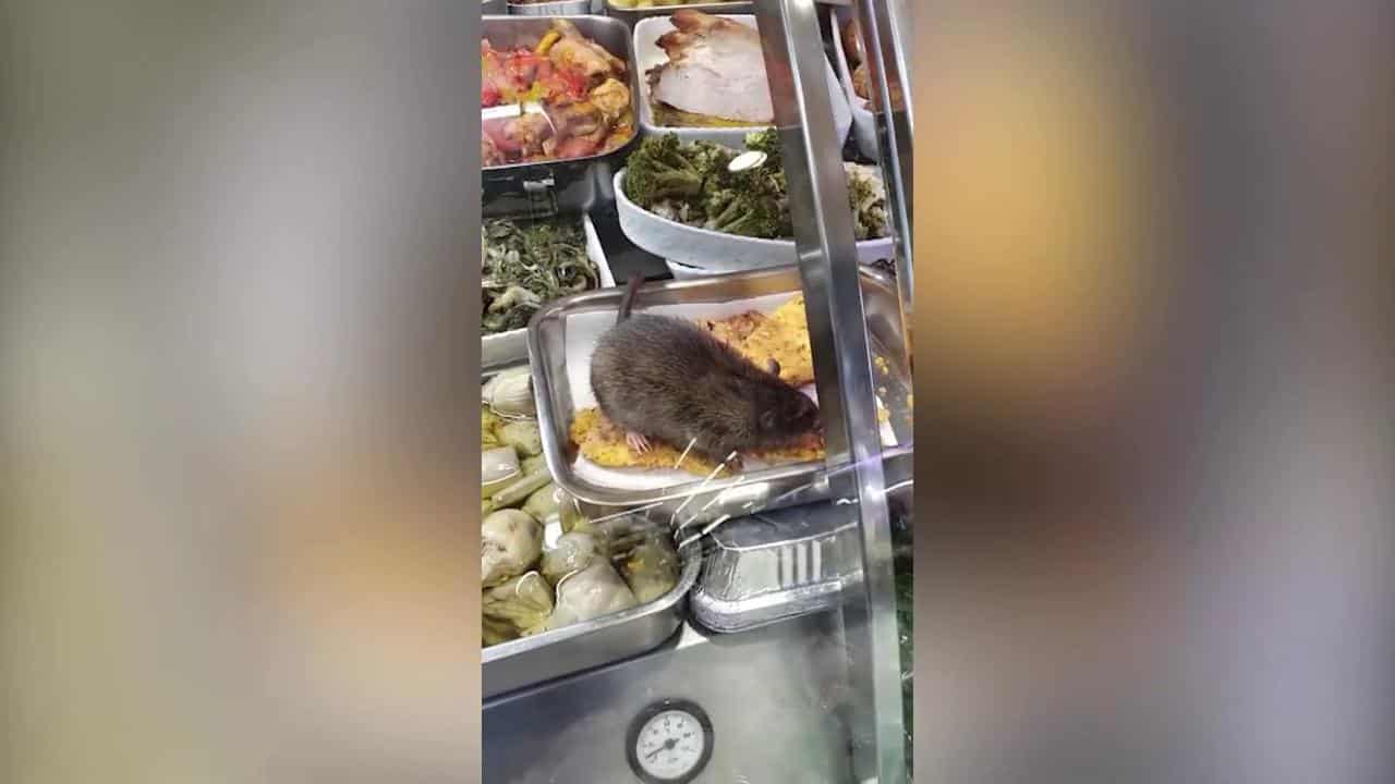 Topo si aggira e mangia in un bancone gastronomia di un supermarket, girano un video e ricattano i titolari “Se paghi non lo mettiamo in rete”