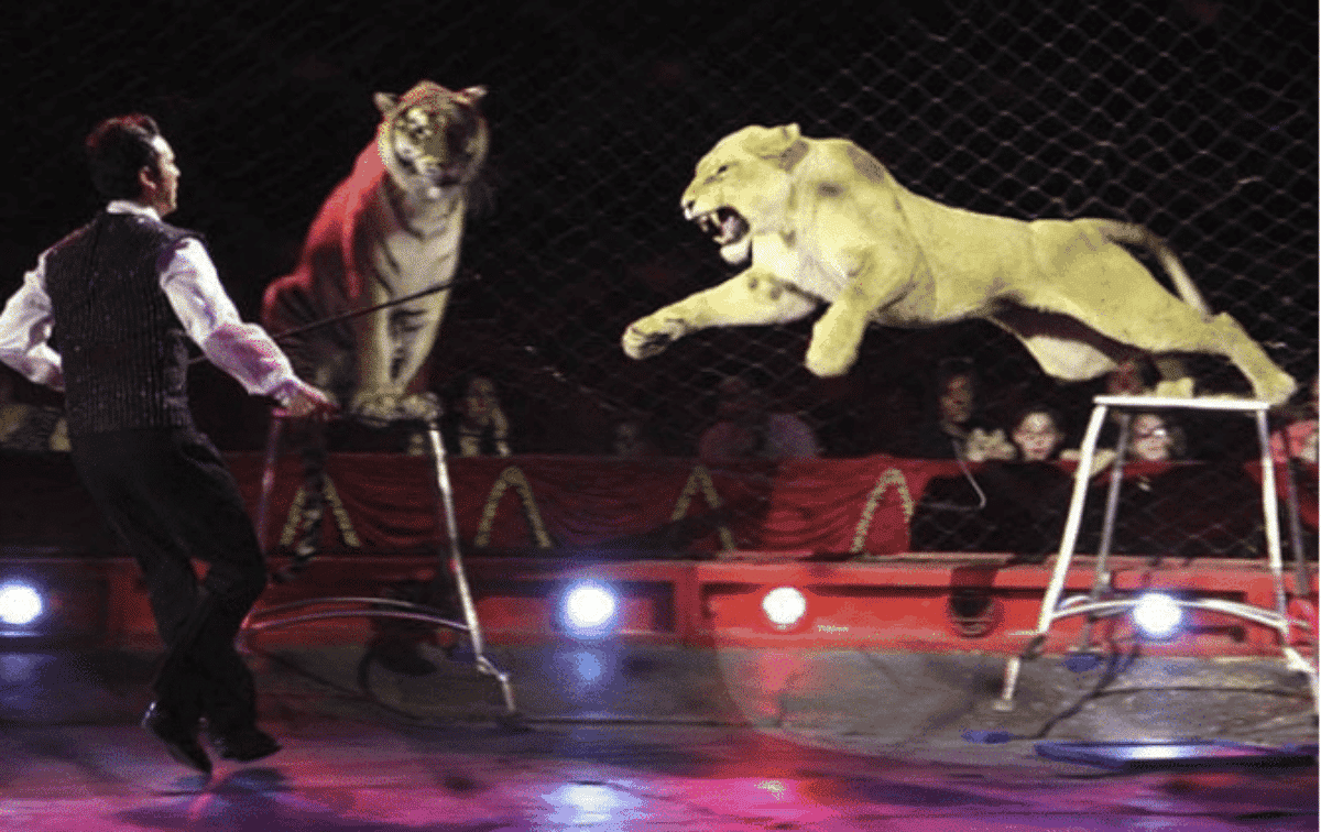 Spettacolo al circo, una leonessa sbrana il domatore e una donna incinta che assiste al numero ha una crisi epilettica per lo spavento