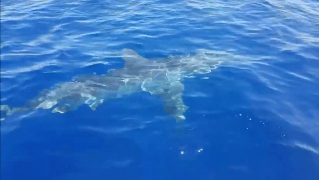 Castellaneta Marina, avvistato lungo la battigia uno squalo