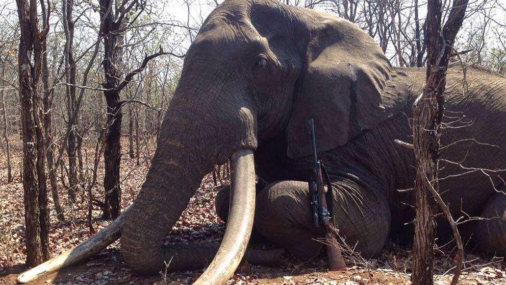 Bracconiere muore schiacciato da un elefante che stava cercando di ammazzare