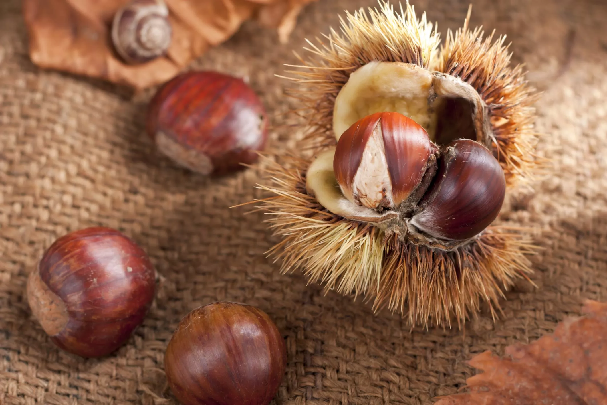 Le proprietà nascoste delle castagne che tutti dovrebbero conoscere