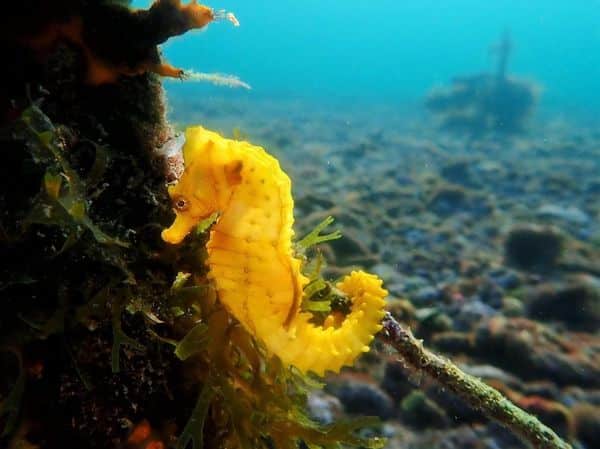 Taranto, il Mar Piccolo regala un grande spettacolo, simpaticissimi cavallucci marini danzanti