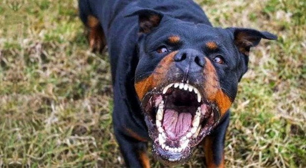 Abano Terme, terrore in nota pizzeria, due rottweiler dei titolari sbranano e uccidono un barboncino di un cliente