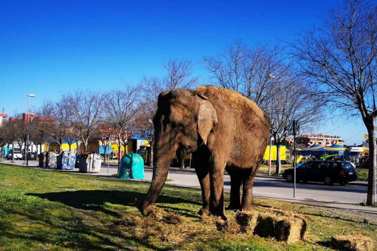 Puglia dopo una pantera è la volta di un elefante, avvistato un grosso esemplare che girava indisturbato nei pressi di un ipermercato