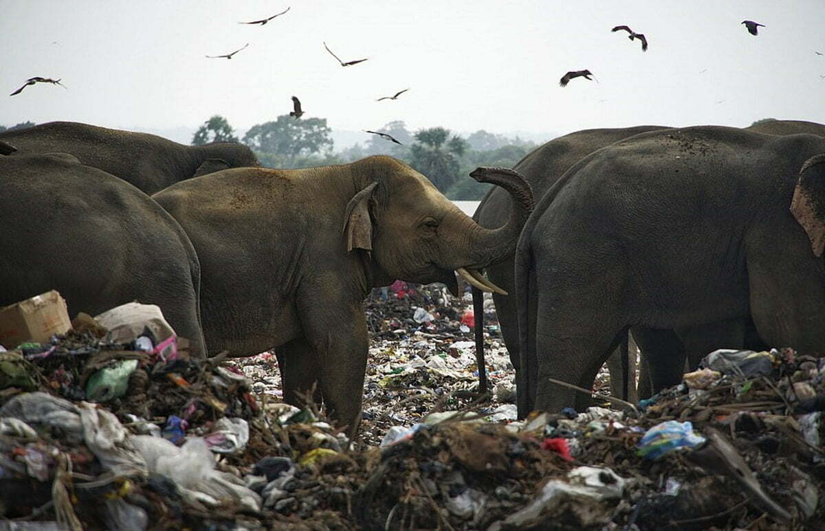 Sri Lanka, branco di elefanti avvistato mentre cerca cibo in una discarica, morti due rari esemplari