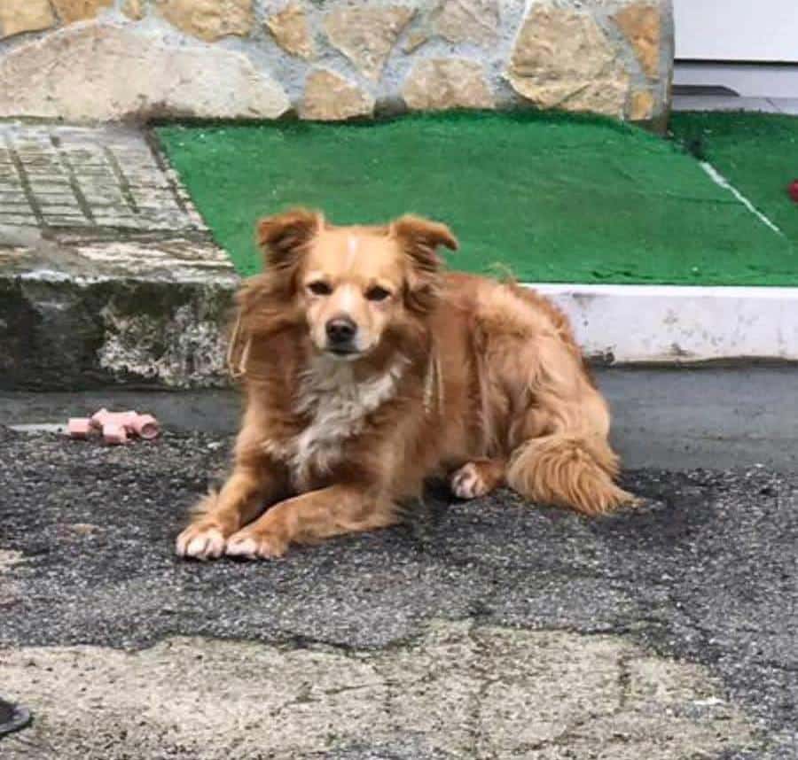 Puglia 32 enne investì e uccise un cane, condannato al massimo della pena