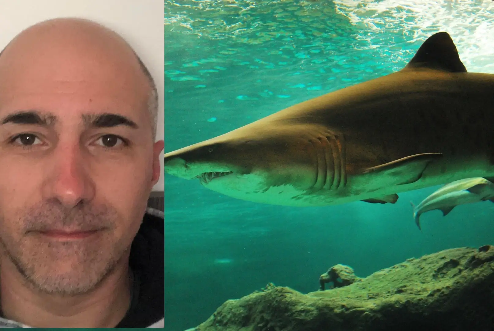 Puglia il racconto del bagnante attaccato da uno squalo “Sono vivo per miracolo”