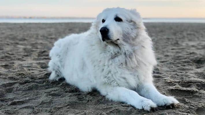 Bari, la morte di Henry lascia un vuoto incolmabile, chiesto al Sindaco Decaro un monumento in memoria del cane di quartiere più amato d’Italia