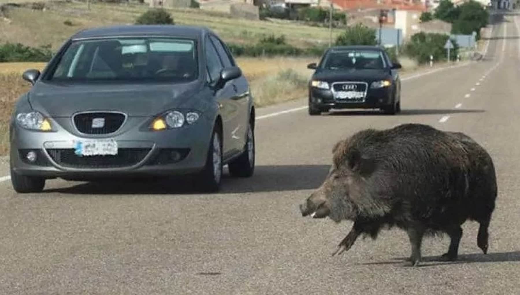 Auto finisce contro un cinghiale, donna perde la vita davanti ai figli