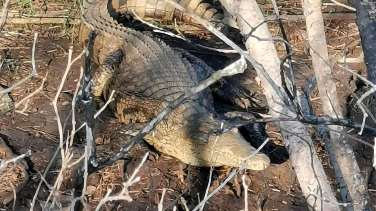 Puglia incontro ravvicinato choc uomo a spasso nelle campagne vede un coccodrillo