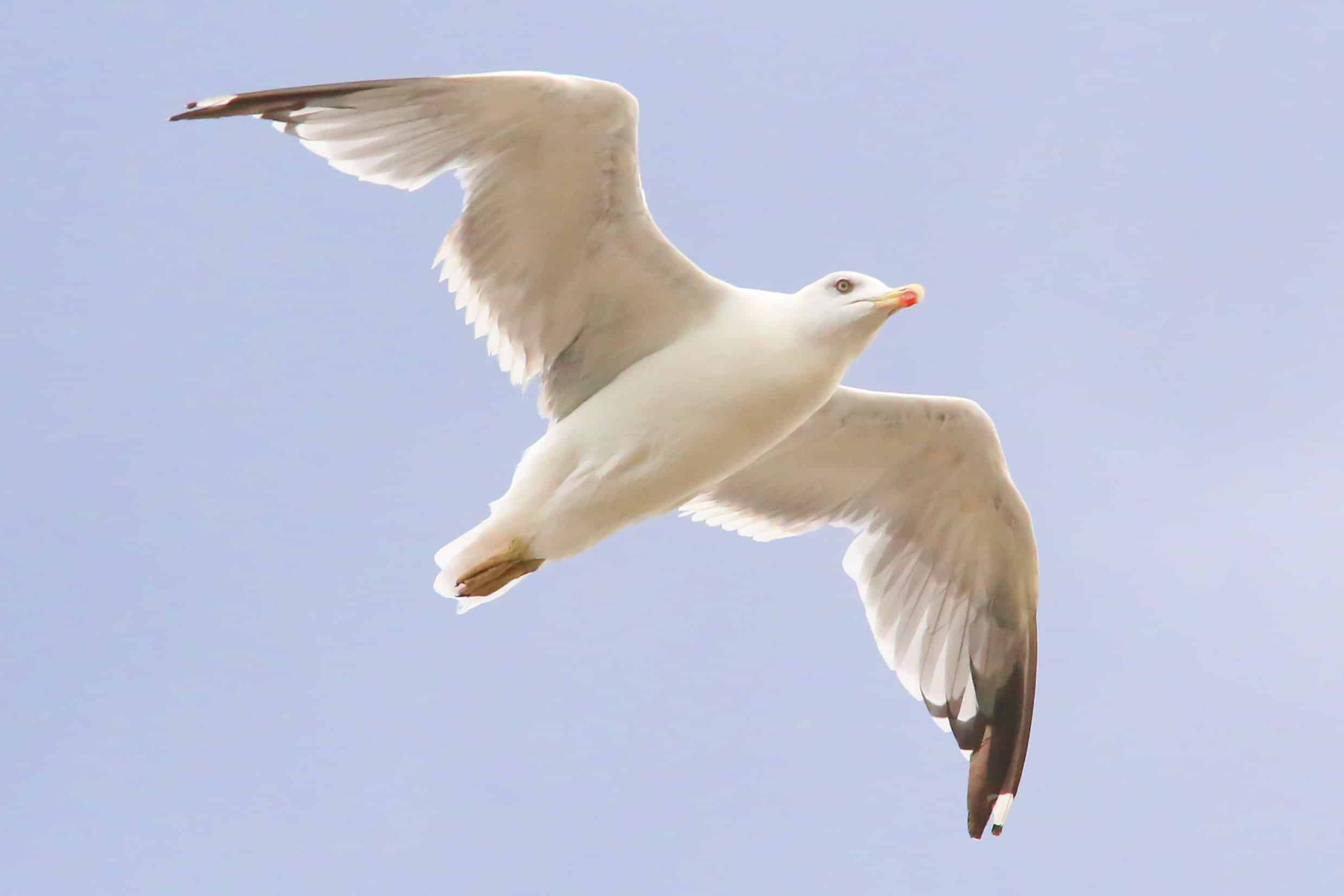 gabbiano in volo (risorsa del web)