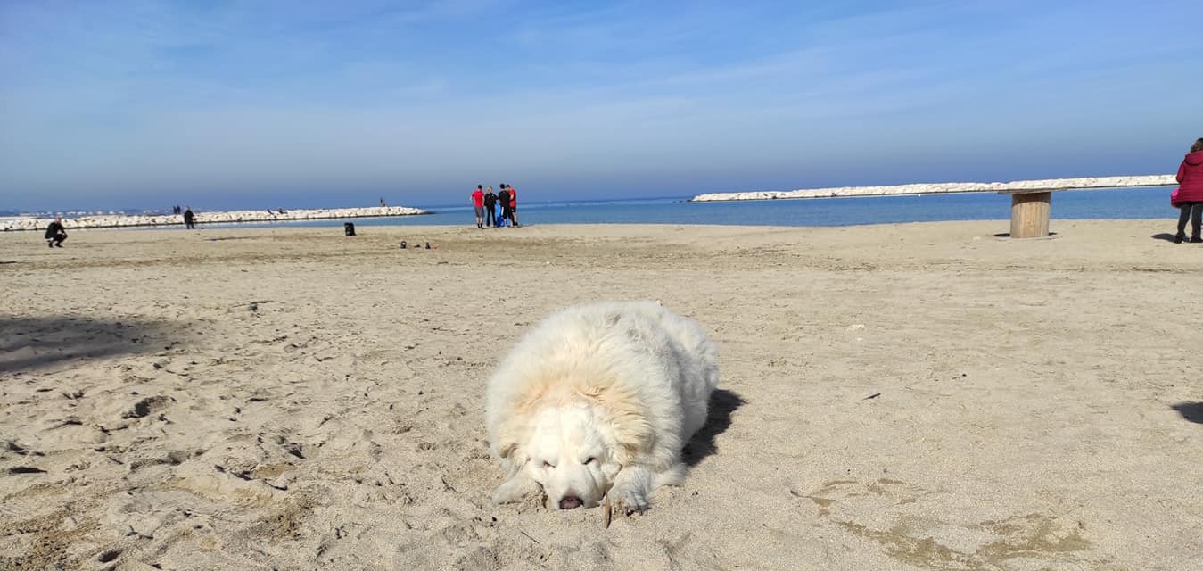 Henry, il cane di quartiere di Bari è morto, il dolore immenso dei baresi