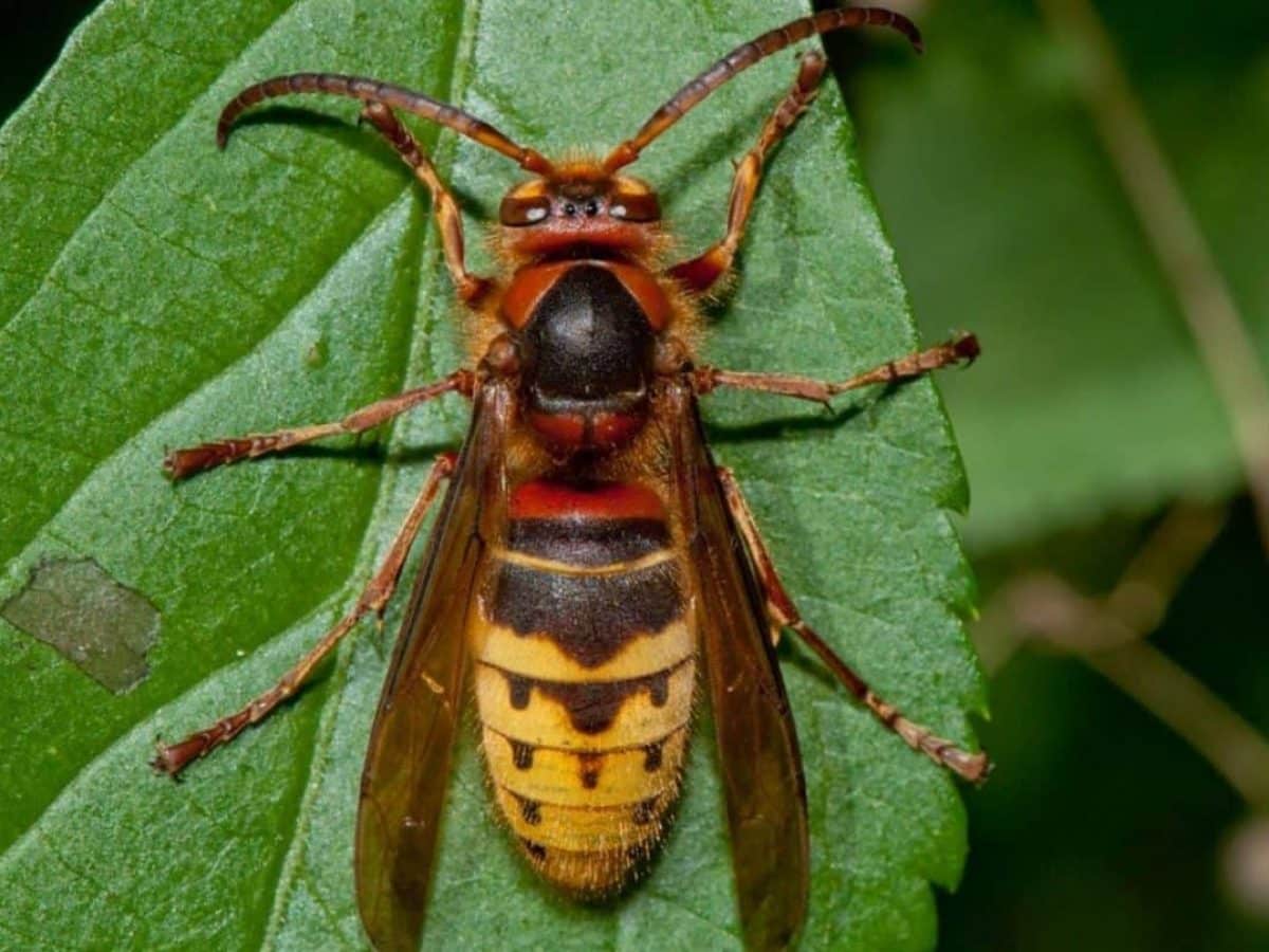 Punta da un calabrone, muore donna per shock anafilattico