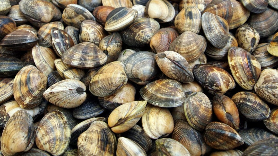 vongole (risorsa del web)