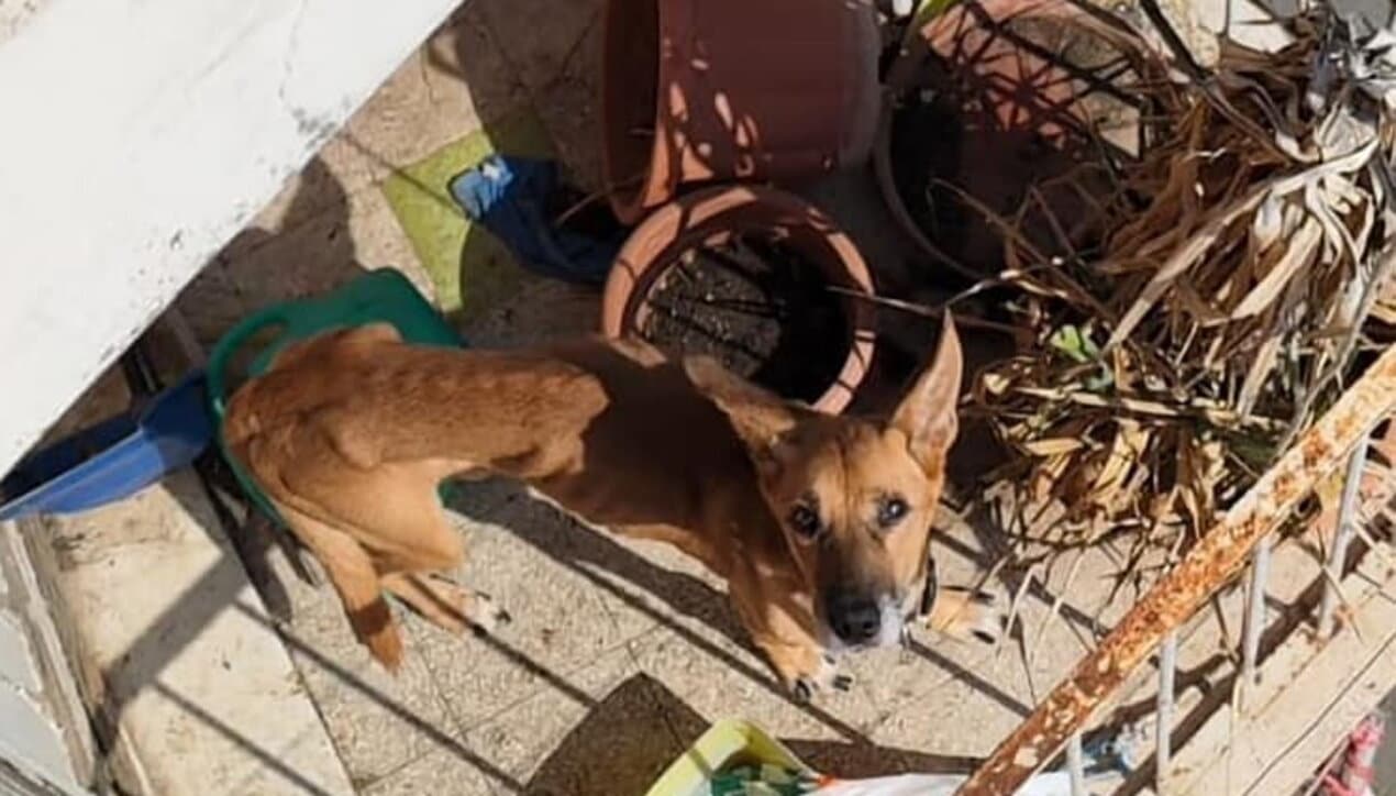 Roma, va in vacanza e lascia il cagnolino sul balcone senza acque e senza cibo, al suo ritorno viene denunciato e linciato dai vicini