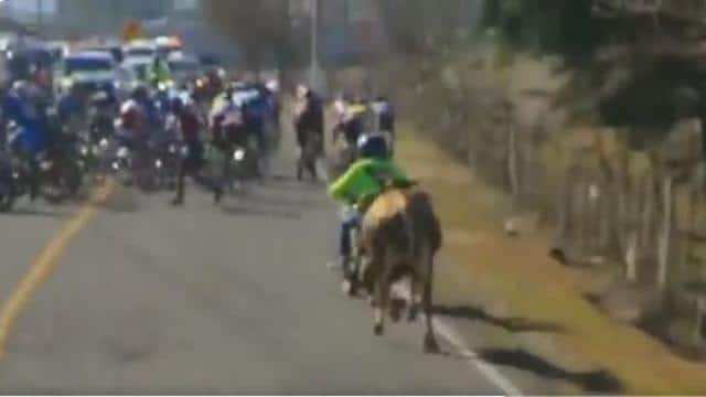 Attimi di terrore durante gara ciclistica, mucca “impazzita” attacca ciclisti