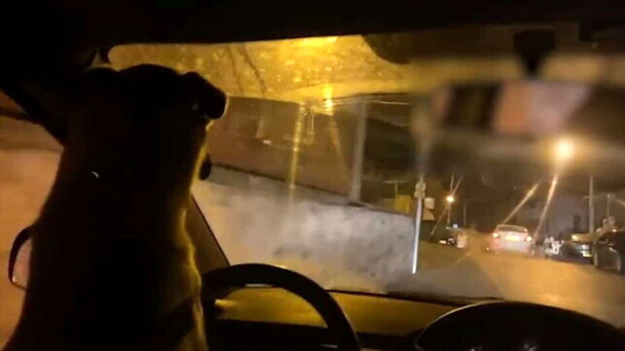 Ha la trovata di far guidare l’auto al cane e di postare il video sui social, ma finisce nei peggior dei modi