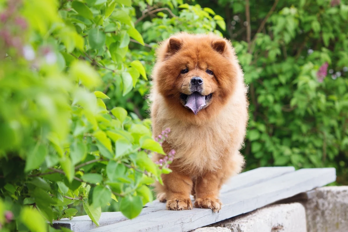 In Spiaggia, picchia selvaggiamente il suo cane ma l’animale reagisce e lo azzanna più volte, ora è in prognosi riservata