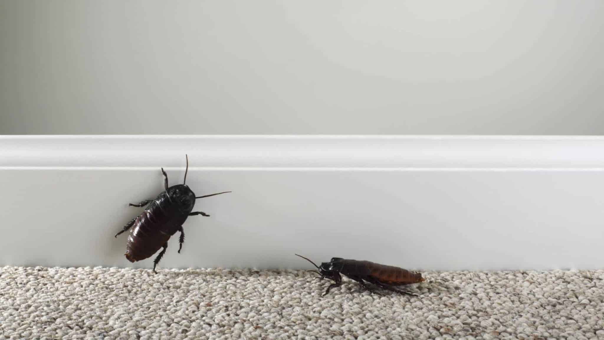 Tutte le strategie efficaci per eliminare gli scarafaggi definitivamente dalla tua casa