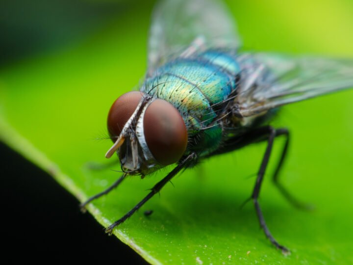 Il colore che attira le mosche in casa