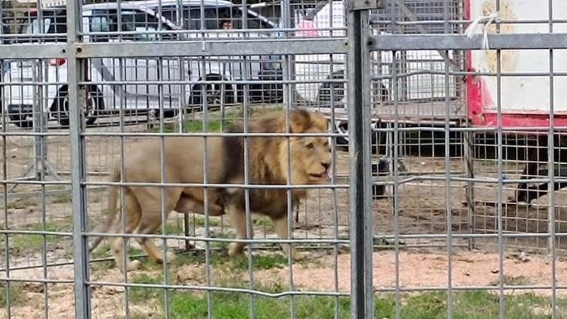 Dopo la sua fuga di sette ore, Kimba, il famoso leone, verrà trasferito a Latina e poi a Roma per esibirsi. A Ladispoli, i circhi eseguiranno spettacoli senza animali fino al 19 novembre su richiesta del sindaco.
