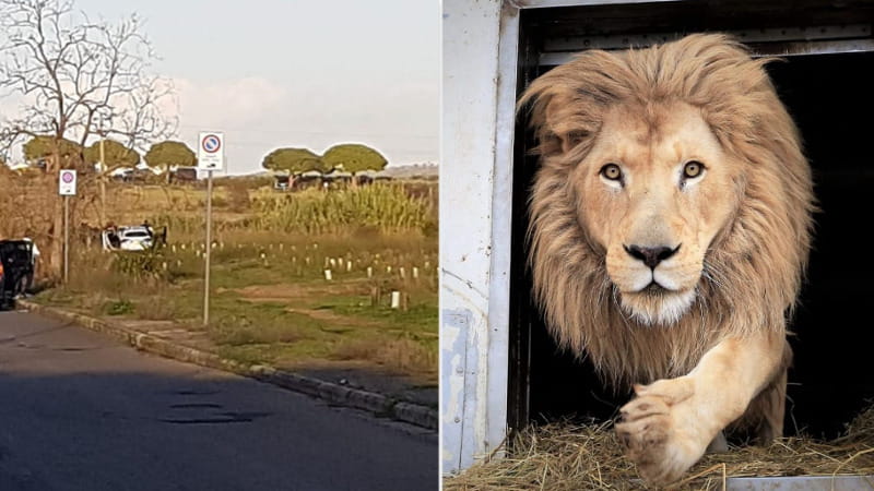 Un leone fuggito da un circo a Ladispoli ha scatenato una grande operazione di ricerca, coinvolgendo forze dell'ordine e autorità locali.