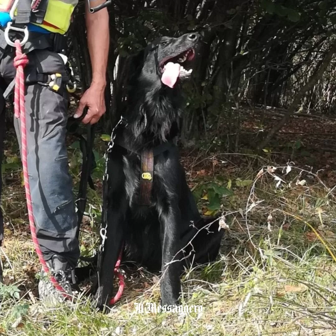 Ruolo Cruciale di Jageer, il Cane Eroe, nella Ricerca di Giulia Cecchettin