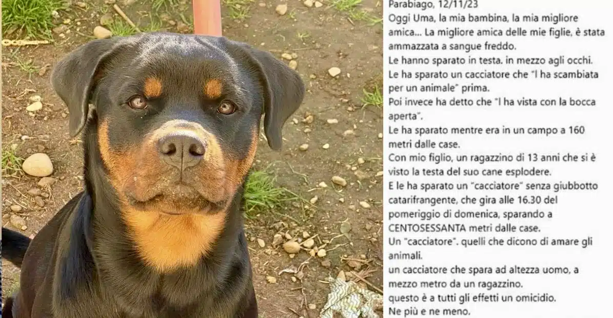 Una famiglia di Parabiago è stata sconvolta dalla morte del loro cane, ucciso da un cacciatore. La vicenda ha generato indignazione e richieste di giustizia