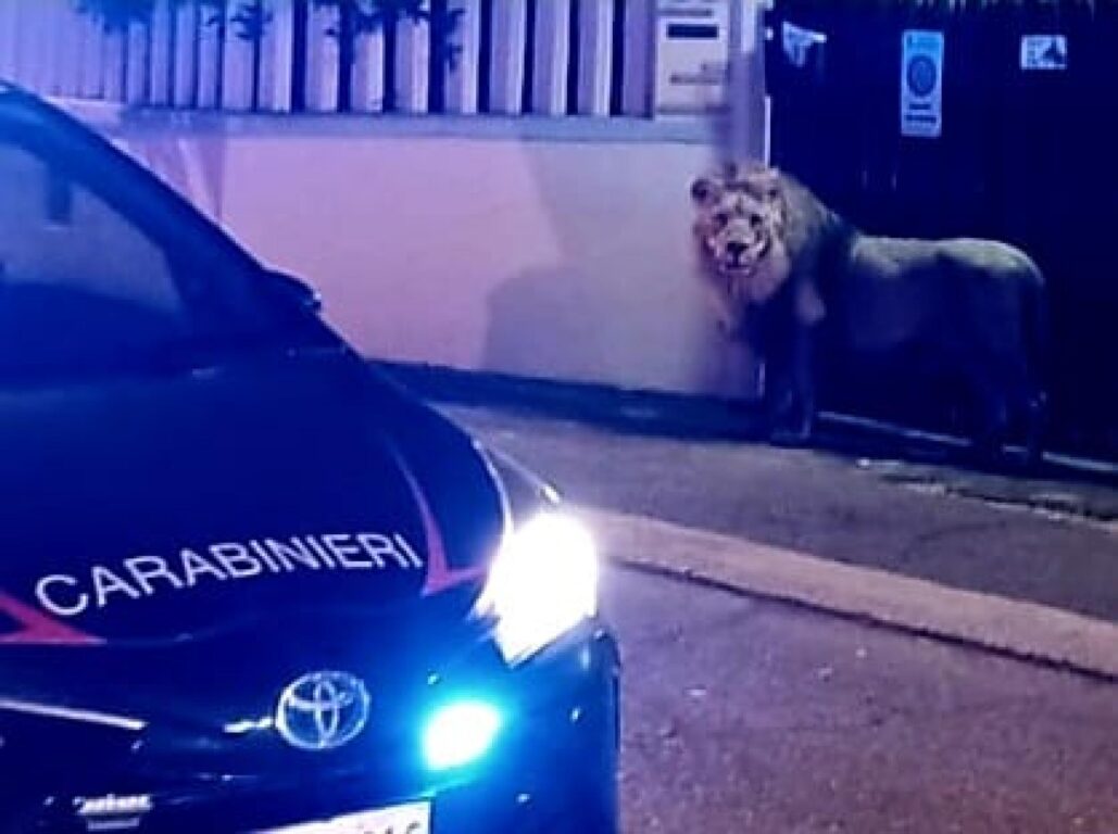 Raffaele Bisegna, esperto di caccia, ha narcotizzato con abilità il leone Kimba, fuggito dal circo.