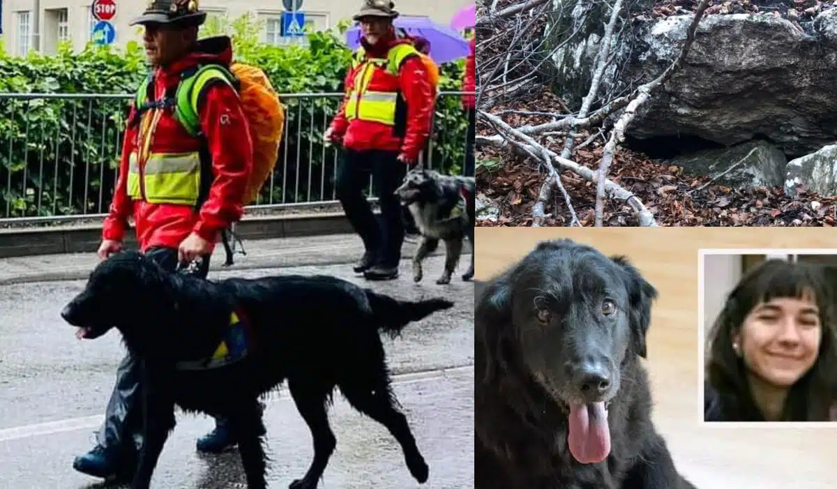 Jagger, un flat coated retriever di 4 anni, ha giocato un ruolo fondamentale nel ritrovamento del corpo di Giulia Cecchettin vicino al lago di Barcis.