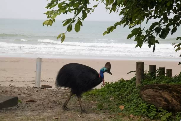 Un casuario, specie in declino, è stato avvistato mentre nuotava al largo della Bingil Bay in Queensland, evento raro che ha suscitato stupore e preoccupazione.