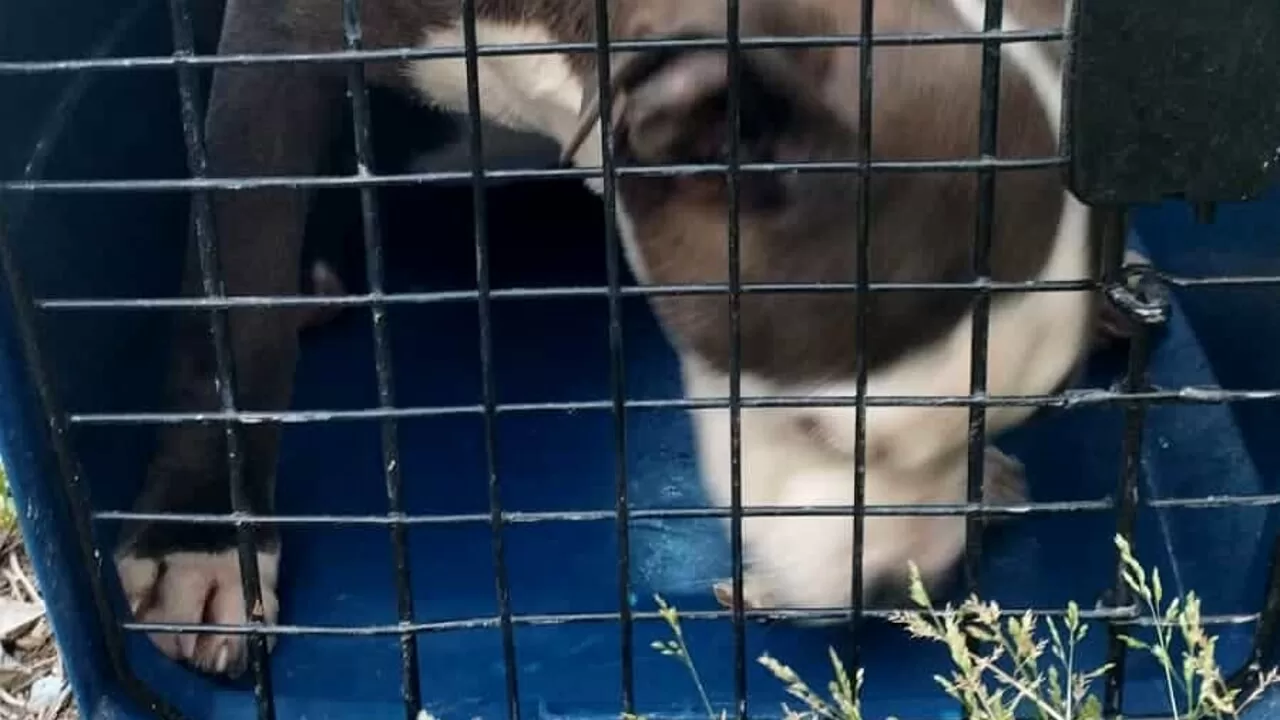 Una coppia abbandona il proprio cane in un appartamento a Cupramontana, causandone la morte per fame e sete.