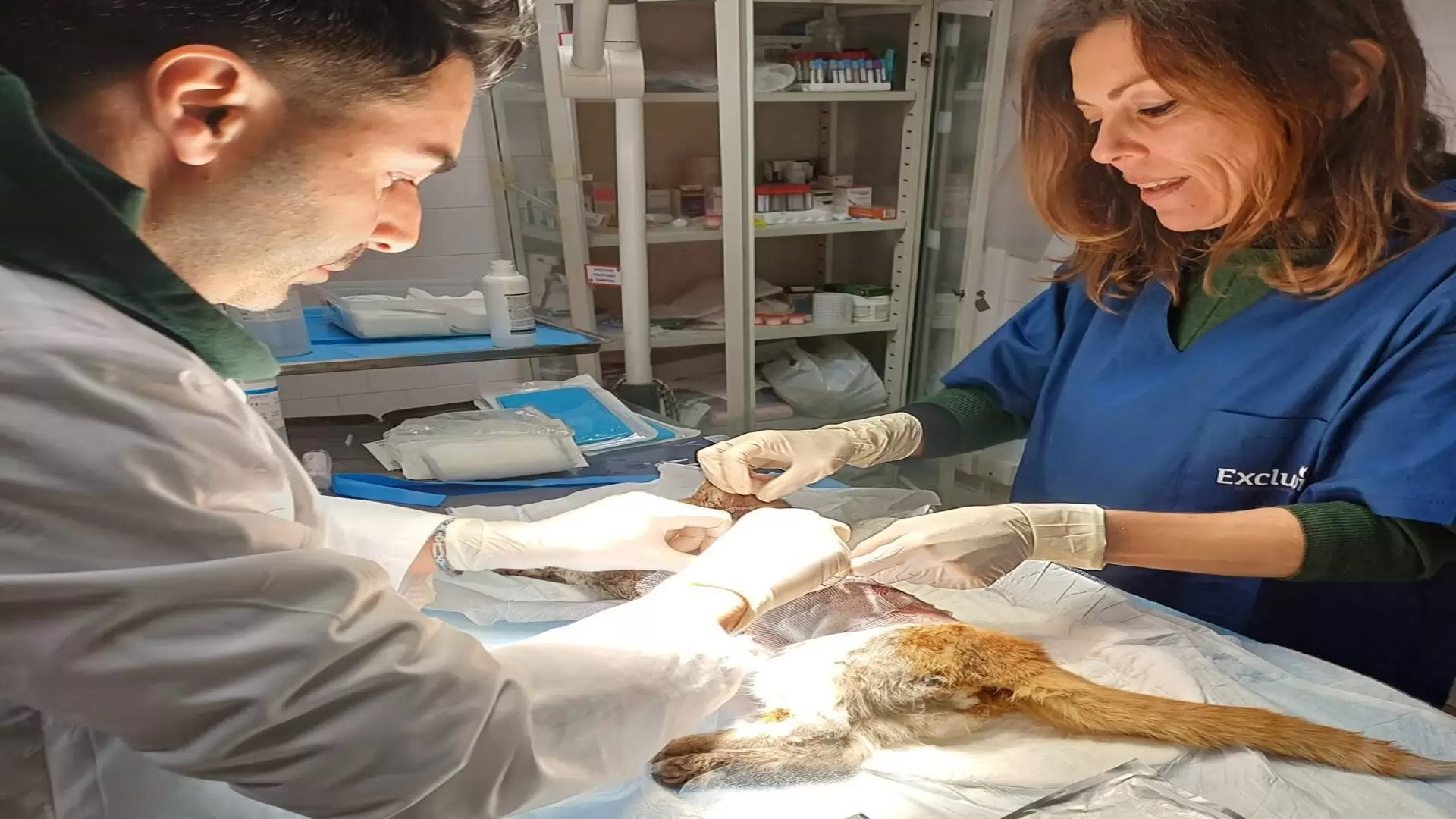 Il gattino Leone, scuoiato vivo e abbandonato in strada, è stato salvato dai veterinari di Cava de' Tirreni. La sua storia ha generato appelli online per aiuti, ma anche truffe e raccolte fondi fraudolente.