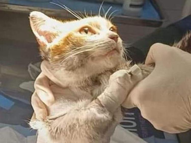 L'orribile destino di Leone, un gattino brutalmente maltrattato, pone interrogativi sulla severità delle pene per chi maltratta gli animali, con una pena massima di 27 mesi.