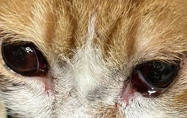 Addio a Leone 2, il gattino ferito gravemente da un petardo la notte di Capodanno