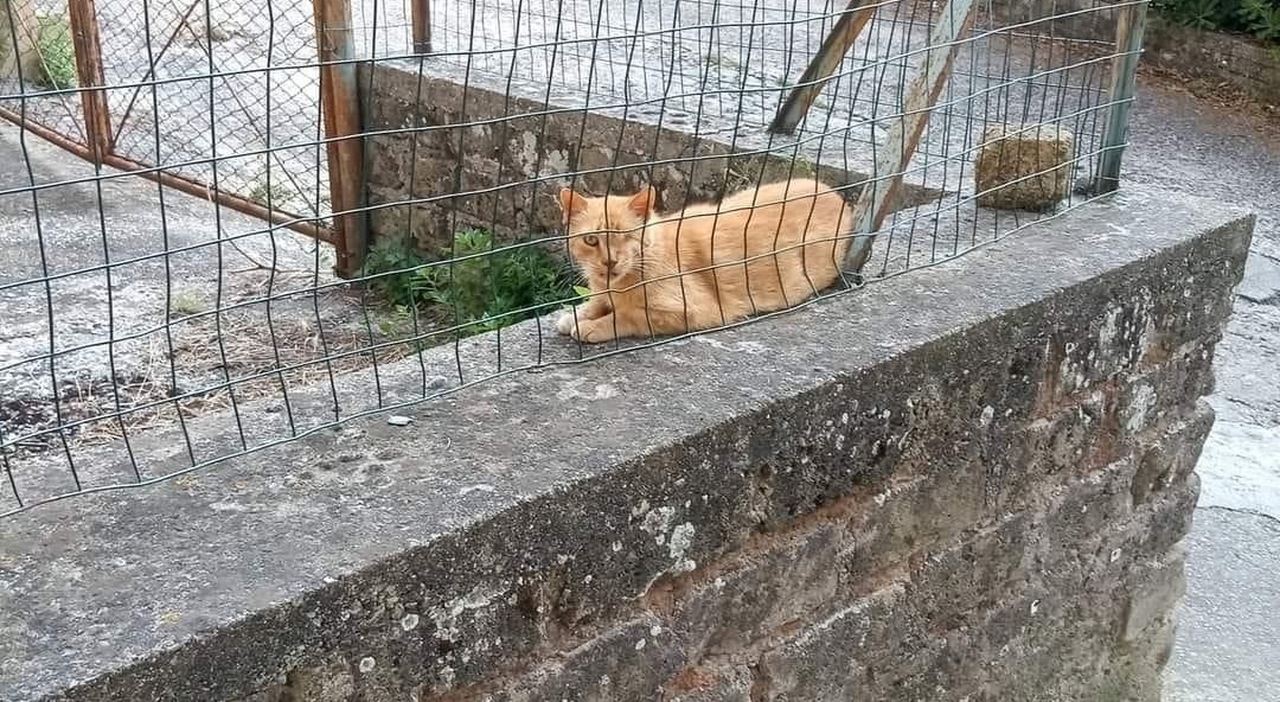 A Morlupo, un atto di crudeltà sconvolge la comunità: "Roscio", un amato gatto randagio, è stato brutalmente ucciso con petardi, scatenando indignazione e richieste di giustizia.
