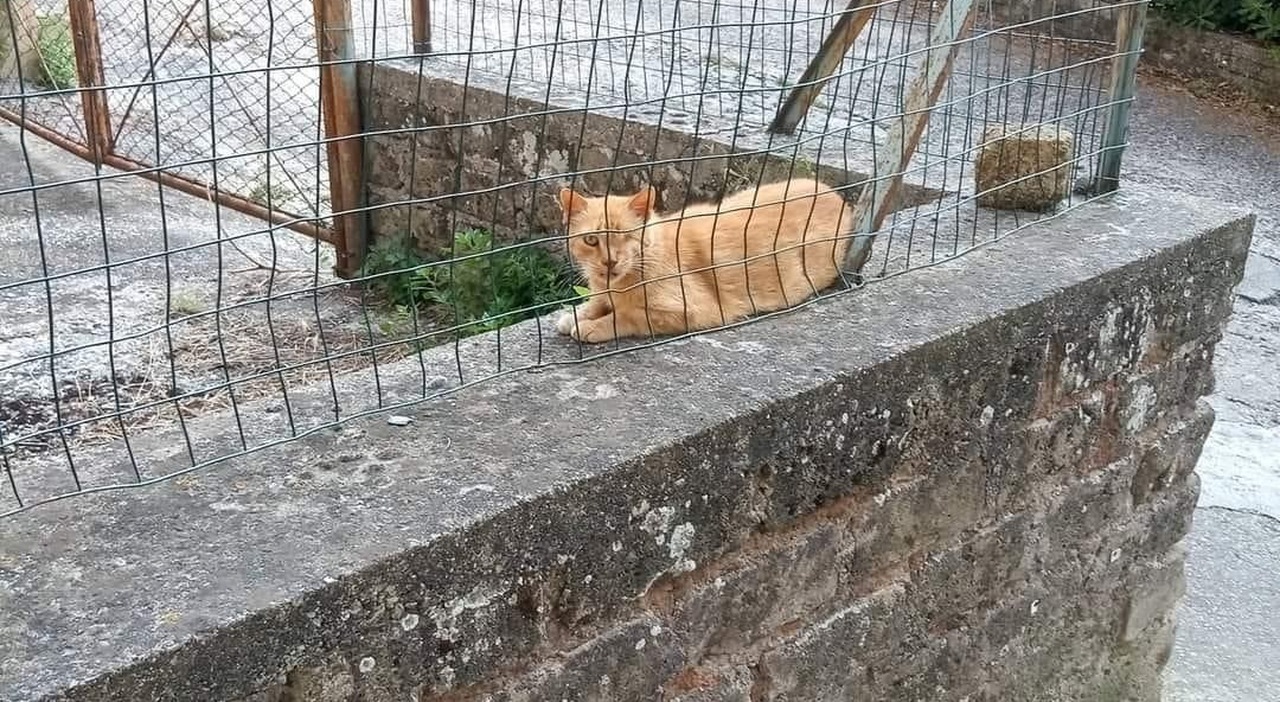 Roma, è caccia alla Baby-Gang che ha ucciso il gattino Roscio, usandolo come tiro a segno e colpendolo con petardi