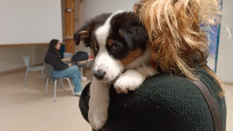 La Prof decide di portare con sé la sua cagnolina non sapendo dove lasciarla, Nina diventa subito una star del liceo