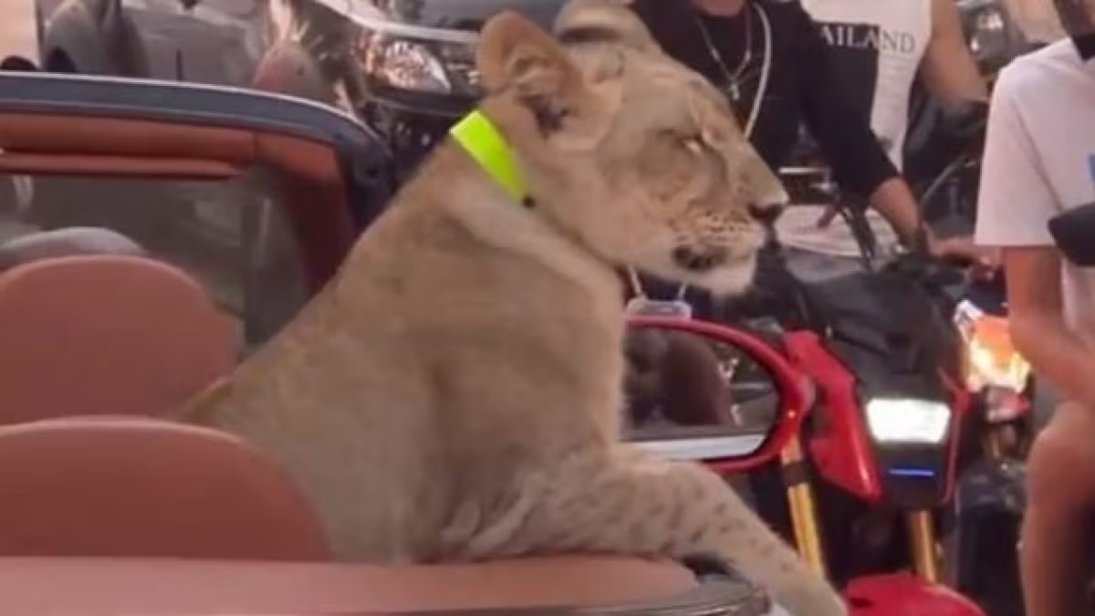 Una donna è stata arrestata a Pattaya, Thailandia, per aver portato in giro un cucciolo di leone in auto, suscitando preoccupazione e curiosità.