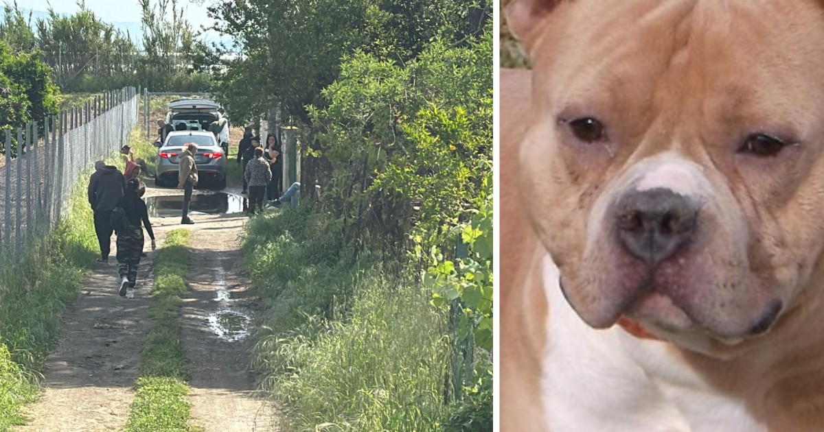 Tragedia a Eboli: un bimbo di un anno perde la vita a causa di un attacco di due pitbull