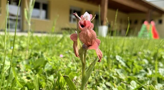 Rara scoperta floreale in una scuola toscana: emergono orchidee in via di estinzione