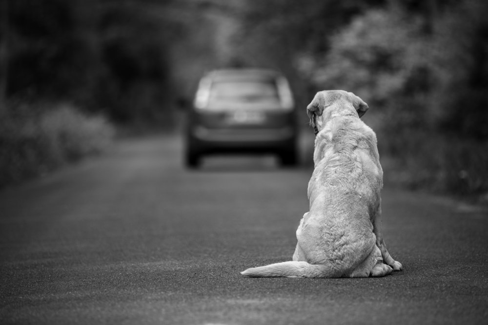 Nuovo codice della strada, patente sospesa e fino a 7 anni di carcere per chi abbandona un cane