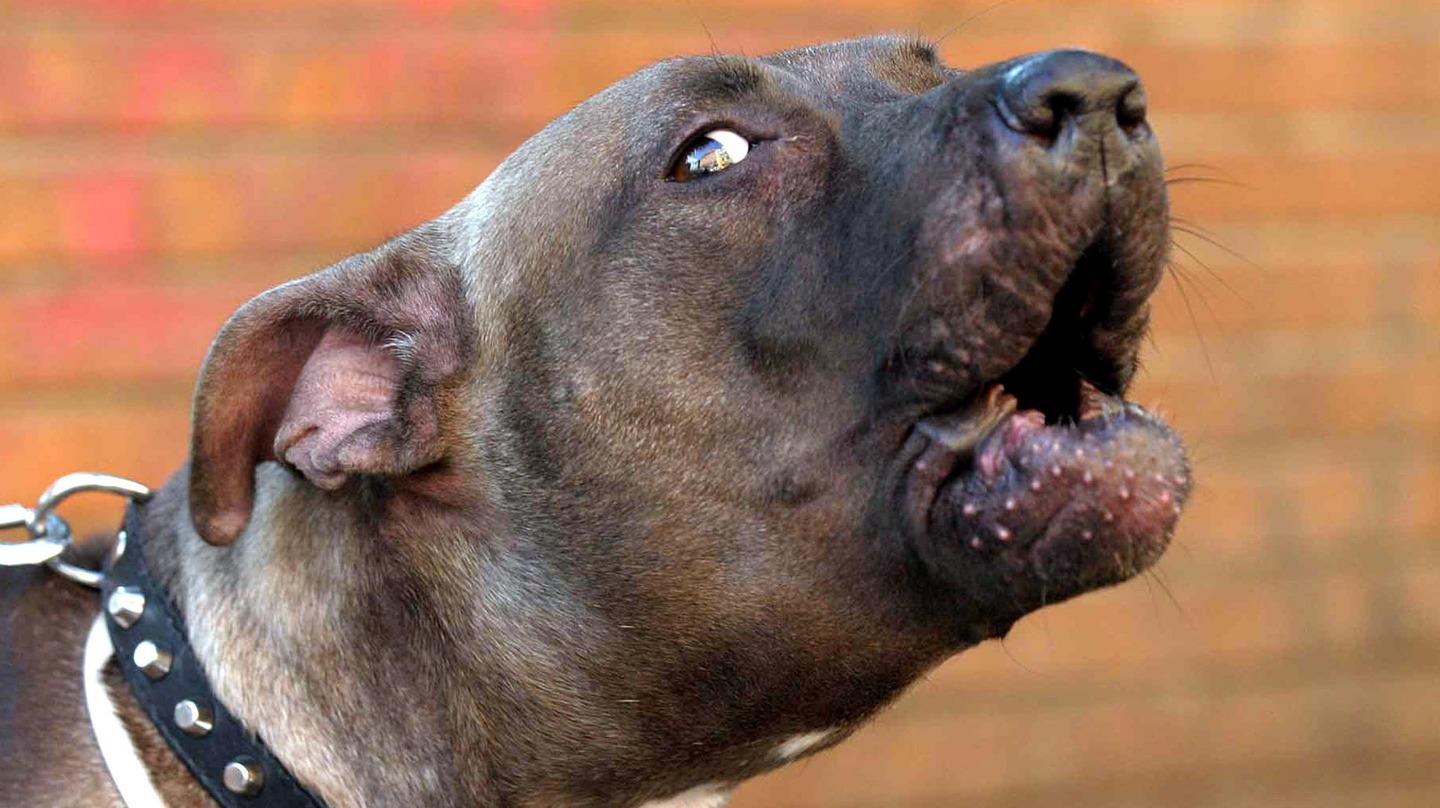 Bimbo di 13 mesi  ucciso da due pitbull, il racconto di un testimone, “Sembravano impazziti, lo hanno strappato dalle braccia dello zio”